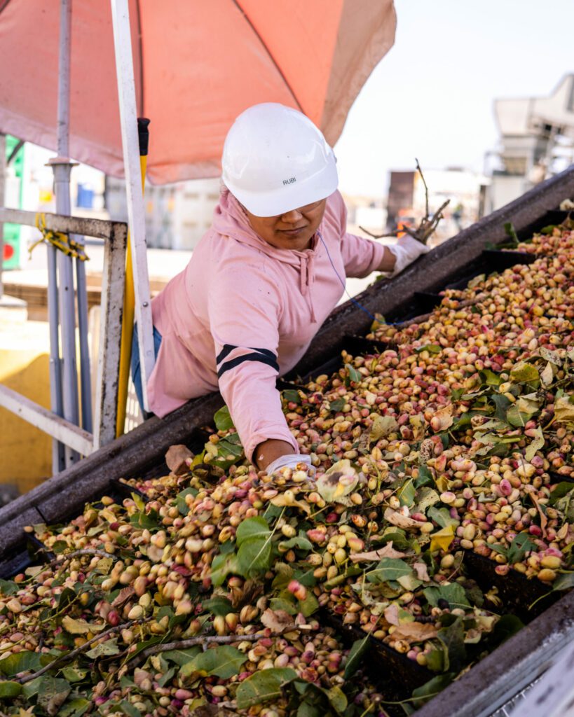 A staff member inspects the freshly-picked pistachios as they are separated from some leaves and branches. The worker is wearing a hard hat and gloves, and is shaded under an umbrella.